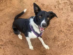Pogo - Male Border Collie Photo