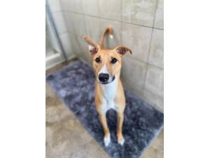 Biggles - Male Lurcher Photo