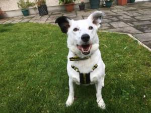 Casper - Male Terrier Cross Photo