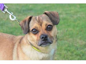 Coco - Female Pug Photo