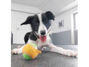Harlow - Male Border Collie Photo