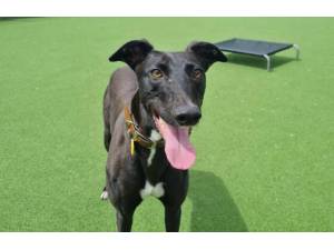 Harper - Female Greyhound Photo