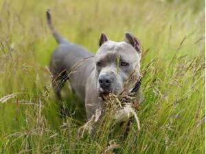 Hippo - Female American Bulldog Photo