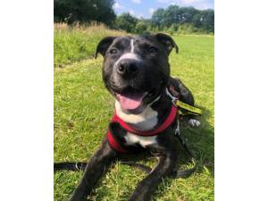 Jonah - Male Staffordshire Bull Terrier (SBT) Photo