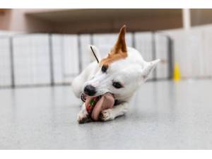 Lexi - Female Jack Russell Terrier (JRT) Photo