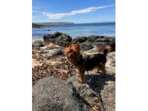 Max - Male Terrier: Yorkshire Photo