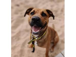 Meg - Female A Crossbreed Photo