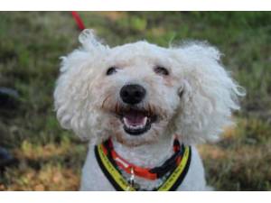 Mitzee - Female Bichon Frise Photo