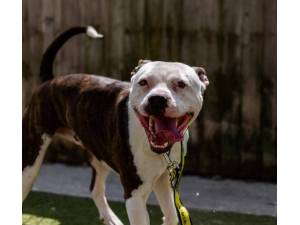 Rocco - Male American Bulldog Photo