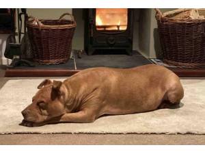 Ruby - Female A Crossbreed Photo