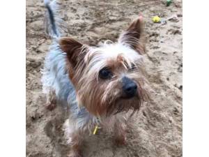 Tilly 2 - Female Terrier: Yorkshire Photo