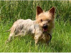 ROSIE - Yorkshire Terrier Photo