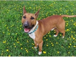 BUDDY - Bull Terrier
crossbreed Photo