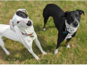 PONGO - Lurcher
crossbreed Photo