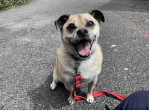 GUS - Pug
crossbreed Photo