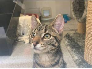 JESSIE - Domestic Shorthair
crossbreed Photo