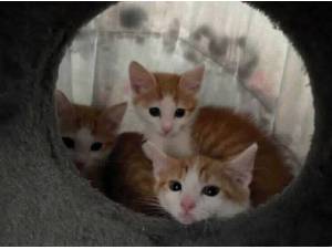 RUDI - Domestic Shorthair
crossbreed Photo