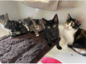 HAIL - Domestic Shorthair
crossbreed Photo