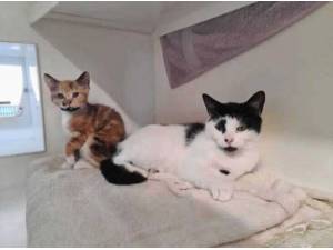 BATTENBERG - Domestic Shorthair
crossbreed Photo