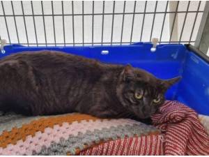 SMITHY - Domestic Shorthair
crossbreed Photo