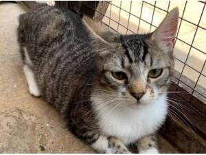 ALEX - Domestic Shorthair
crossbreed Photo