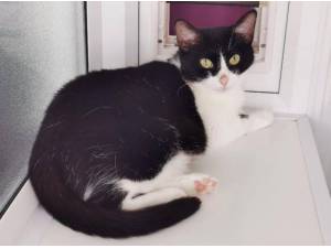 GRETA - Domestic Shorthair
crossbreed Photo