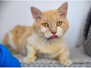 HECTOR - Domestic Shorthair
crossbreed Photo