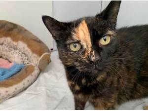 ISLA - Domestic Shorthair
crossbreed Photo