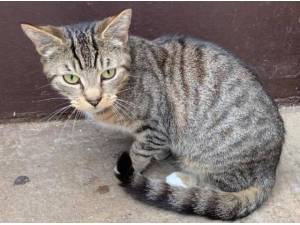 WHOOPI - Domestic Shorthair
crossbreed Photo