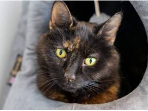 HARLEQUIN - Domestic Shorthair
crossbreed Photo