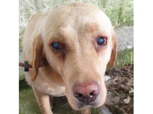 Renny - Female Labrador Photo