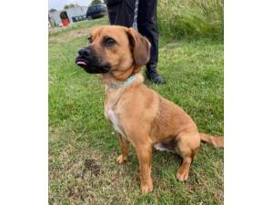 Buddy - Male Pug Cross Photo
