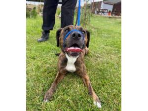 Jesy - Female Staffordshire Bull Terrier Cross Photo