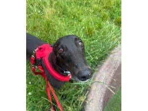 Treacle - Male Greyhound Photo