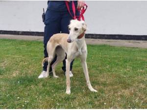 HARMONY - Saluki Photo