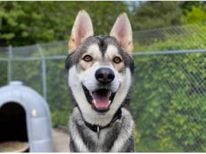 FRODO - Alaskan Malamute
crossbreed Photo