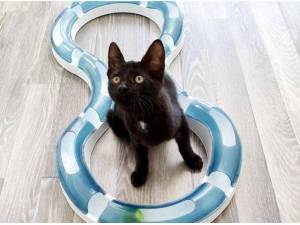 JET - Domestic Shorthair
crossbreed Photo