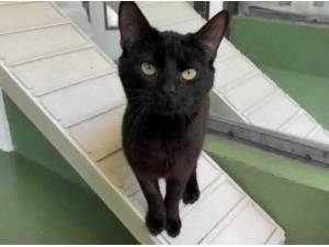 JET - Domestic Shorthair
crossbreed Photo