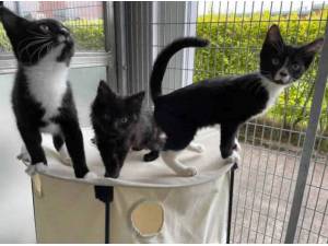 MAX - Domestic Shorthair
crossbreed Photo