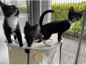 THACKERY BINX - Domestic Shorthair
crossbreed Photo