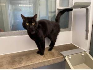 MONTY - Domestic Shorthair
crossbreed Photo