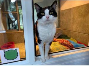 CLARENCE - Domestic Shorthair
crossbreed Photo