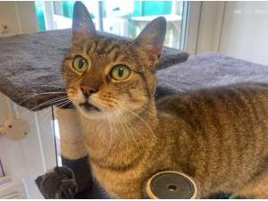 HOLLY - Domestic Shorthair
crossbreed Photo