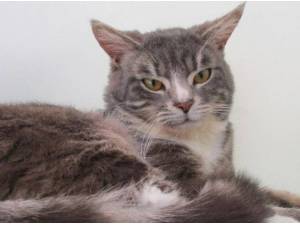BING - Domestic Shorthair
crossbreed Photo