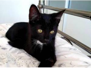 MERLIN - Domestic Shorthair
crossbreed Photo