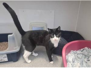BAXTER - Domestic Shorthair
crossbreed Photo