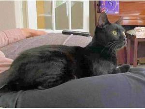 BONNY - Domestic Shorthair
crossbreed Photo