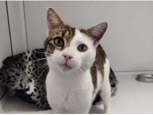 BEANIE - Domestic Shorthair
crossbreed Photo