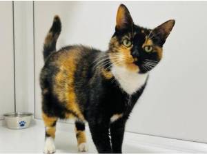 MITZI - Domestic Shorthair
crossbreed Photo