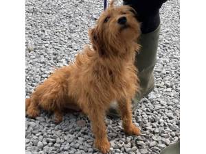 Kelpie - Female Cockapoo (Cocker Spaniel cross Poodle) Photo
